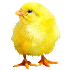 Avatar-animado-Ave-96.gif