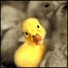 Avatar-animado-Ave-98.gif