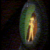 Avatar-animado-Campanilla-36.gif