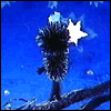 Avatar-animado-Criatura-66.gif