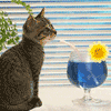 Avatar-animado-Humor-55.gif