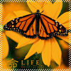 Avatar-animado-Insecto-116.gif