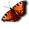 Avatar-animado-Insecto-120.gif