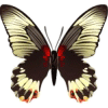 Avatar-animado-Insecto-126.gif