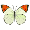Avatar-animado-Insecto-132.gif