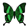 Avatar-animado-Insecto-133.gif