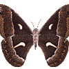Avatar-animado-Insecto-137.gif
