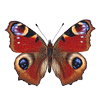 Avatar-animado-Insecto-138.gif