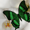 Avatar-animado-Insecto-139.gif
