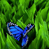 Avatar-animado-Insecto-142.gif