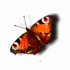 Avatar-animado-Insecto-146.gif