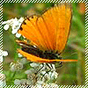 Avatar-animado-Insecto-148.gif