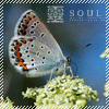 Avatar-animado-Insecto-149.gif