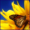 Avatar-animado-Insecto-151.gif