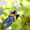 Avatar-animado-Insecto-156.gif