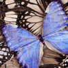 Avatar-animado-Insecto-157.gif