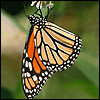 Avatar-animado-Insecto-166.gif
