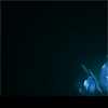 Avatar-animado-Insecto-167.gif