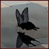 Avatar-animado-Insecto-177.gif