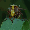 Avatar-animado-Insecto-182.gif