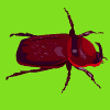 Avatar-animado-Insecto-24.gif