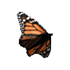 Avatar-animado-Insecto-33.gif