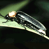 Avatar-animado-Insecto-34.gif