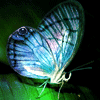 Avatar-animado-Insecto-35.gif