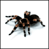 Avatar-animado-Insecto-66.gif