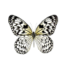 Avatar-animado-Insecto-67.gif