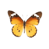 Avatar-animado-Insecto-70.gif