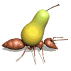 Avatar-animado-Insecto-71.gif
