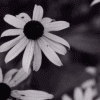 Avatar-animado-Insecto-86.gif