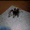 Avatar-animado-Insecto-91.gif