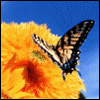 Avatar-animado-Insecto-92.gif