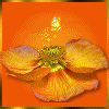 Avatar-animado-Naturaleza-08.gif
