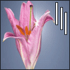 Avatar-animado-Naturaleza-102.gif