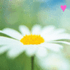 Avatar-animado-Naturaleza-114.gif