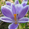 Avatar-animado-Naturaleza-126.gif