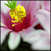 Avatar-animado-Naturaleza-131.gif