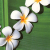 Avatar-animado-Naturaleza-133.gif