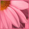 Avatar-animado-Naturaleza-137.gif