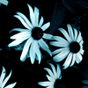 Avatar-animado-Naturaleza-140.gif