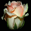 Avatar-animado-Naturaleza-141.gif