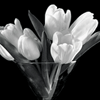 Avatar-animado-Naturaleza-142.gif