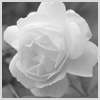 Avatar-animado-Naturaleza-146.gif