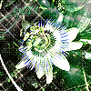 Avatar-animado-Naturaleza-158.gif