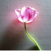Avatar-animado-Naturaleza-171.gif