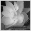 Avatar-animado-Naturaleza-173.gif