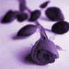 Avatar-animado-Naturaleza-177.gif